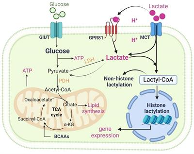 Regulation of macrophage activation by lactylation in lung disease